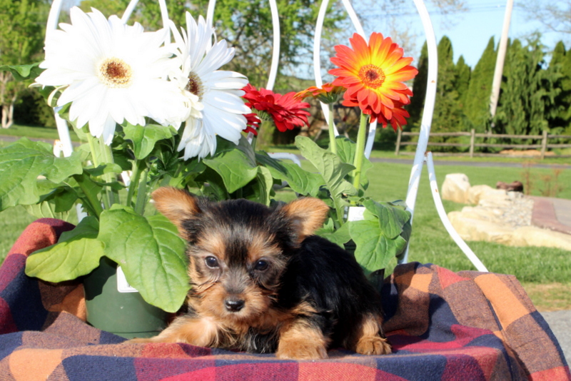 puppy, for, sale, Yorkshire Terrier, Matthew B. Stoltzfus, dog, breeder, Gap, PA, dog-breeder, puppy-for-sale, forsale, nearby, find, puppyfind, locator, puppylocator, aca